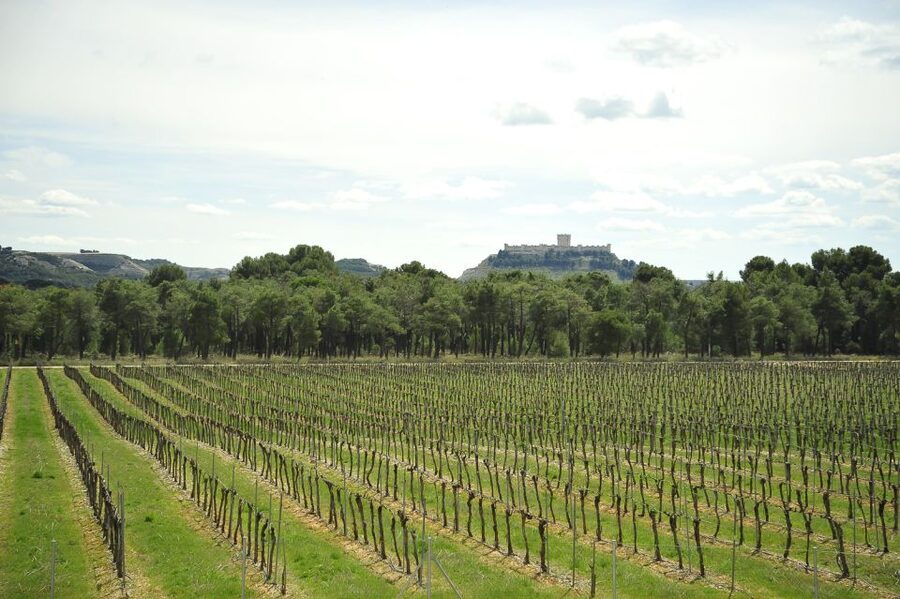 From Madrid: Ribera del Duero Tour of 3 Wineries w/ Tastings - Key highlights to look forward to