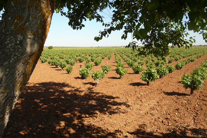Madrid Countryside Wineries Guided Tour with Wine Tasting - Vinos de Madrid: a wine DO that feels like a time jump from Madrid