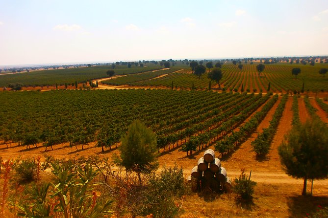 Madrid Countryside Wineries Guided Tour with Wine Tasting - Stop 2 at Bodega del Nero: river-vega winemaking traditions and 900 years