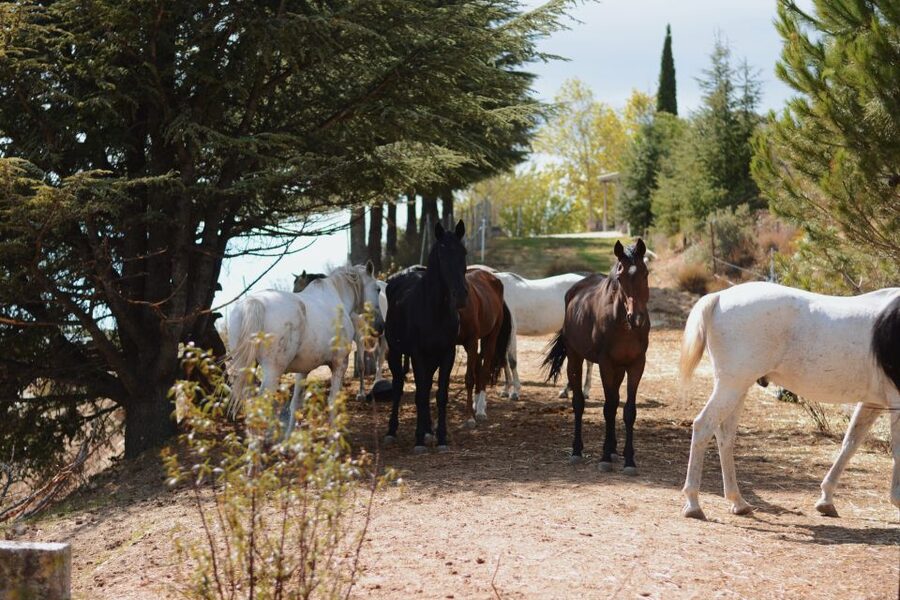 Madrid: Horse Riding in Sierra del Guadarrama National Park - Who should book this, and who should skip it