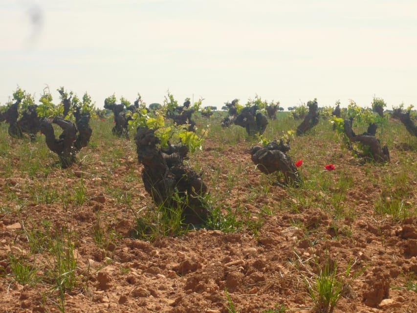 Madrid Region Wineries Guided Tour with Wine Tastings - From Conde de Casal to the Madrid wine countryside