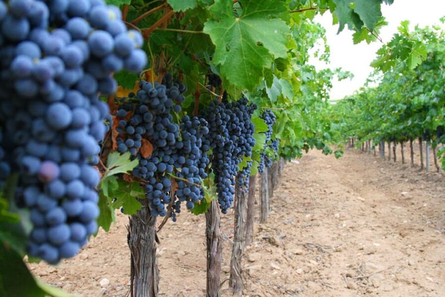 Madrid: Toledo Day Trip with Winery Visit and Wine Tasting - Plaza de Zocodover and the Tagus River, the medieval postcard moments