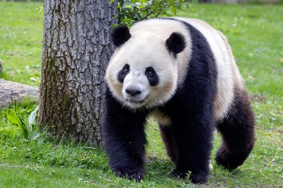 Madrid: Zoo Aquarium Madrid Ticket - Key things to know before you go