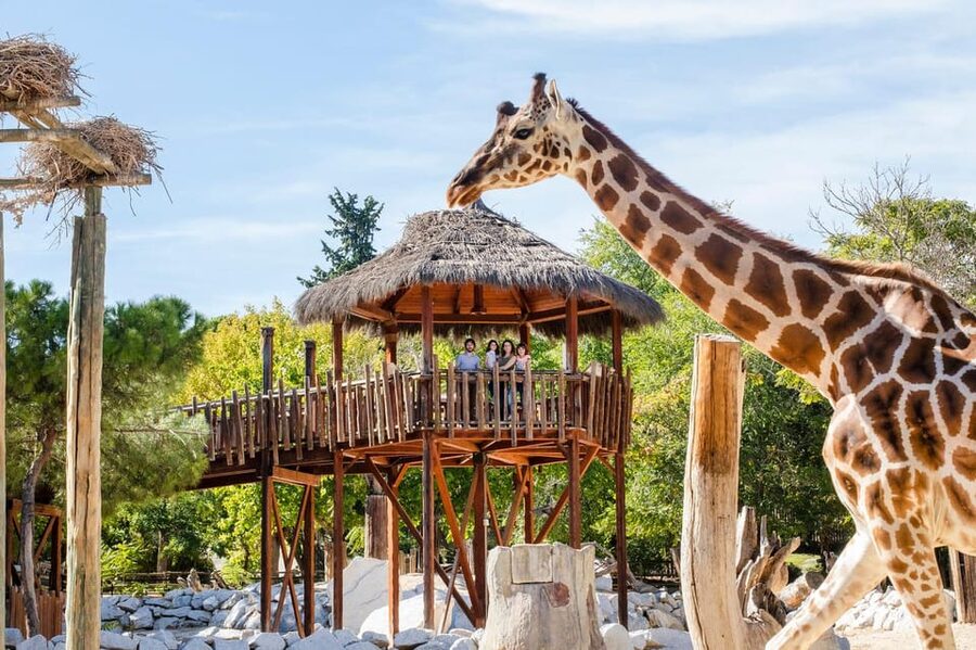 Madrid: Zoo Aquarium Madrid Ticket - The animal zones: pandas, lynx, koalas, and why space matters