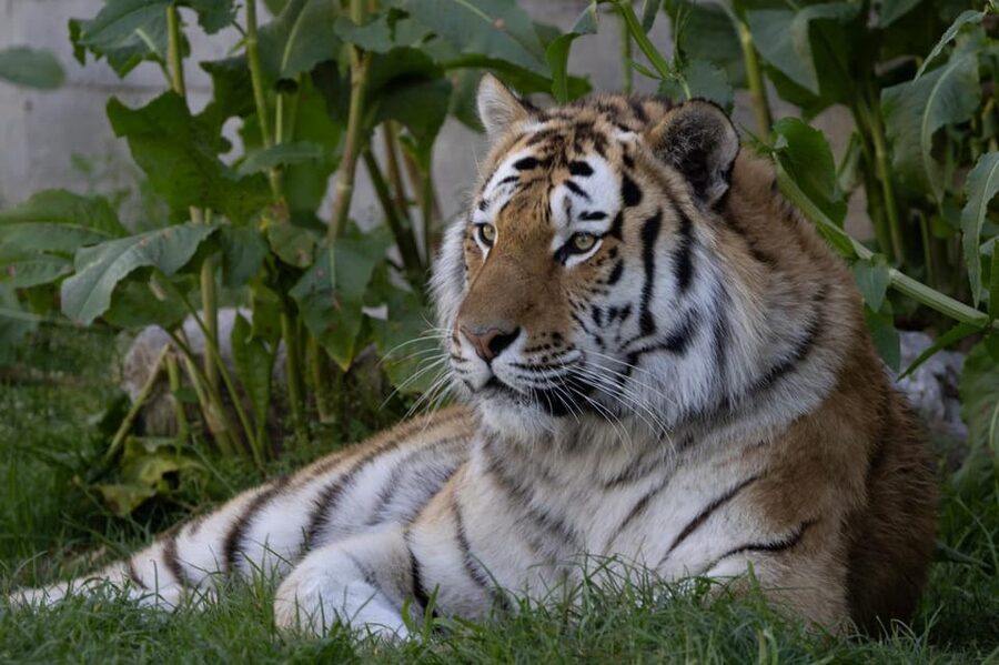 Madrid: Zoo Aquarium Madrid Ticket - The tech twist: IrenIA and Tierra de Gorilas in real-world context