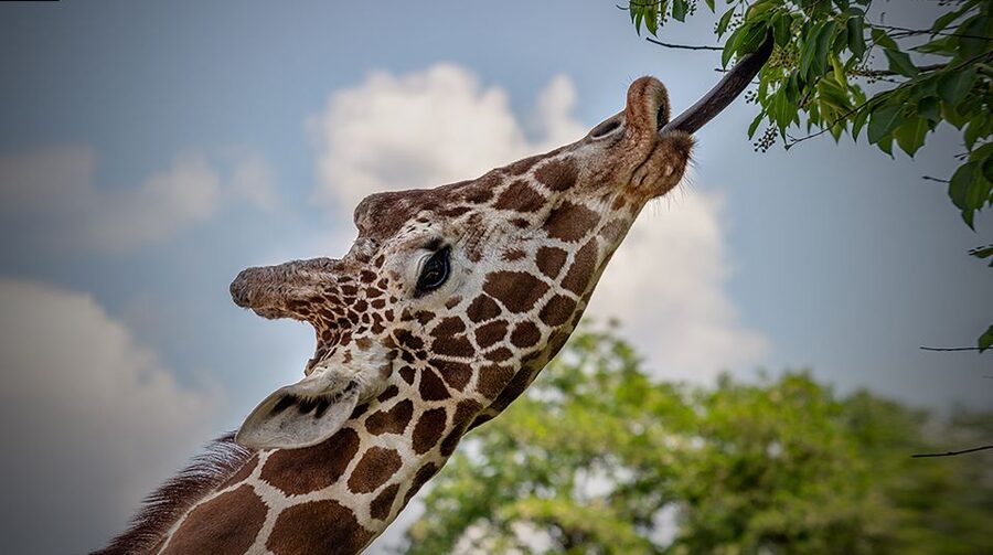 Madrid: Zoo Aquarium Madrid Ticket - Who should book Zoo Aquarium Madrid tickets?