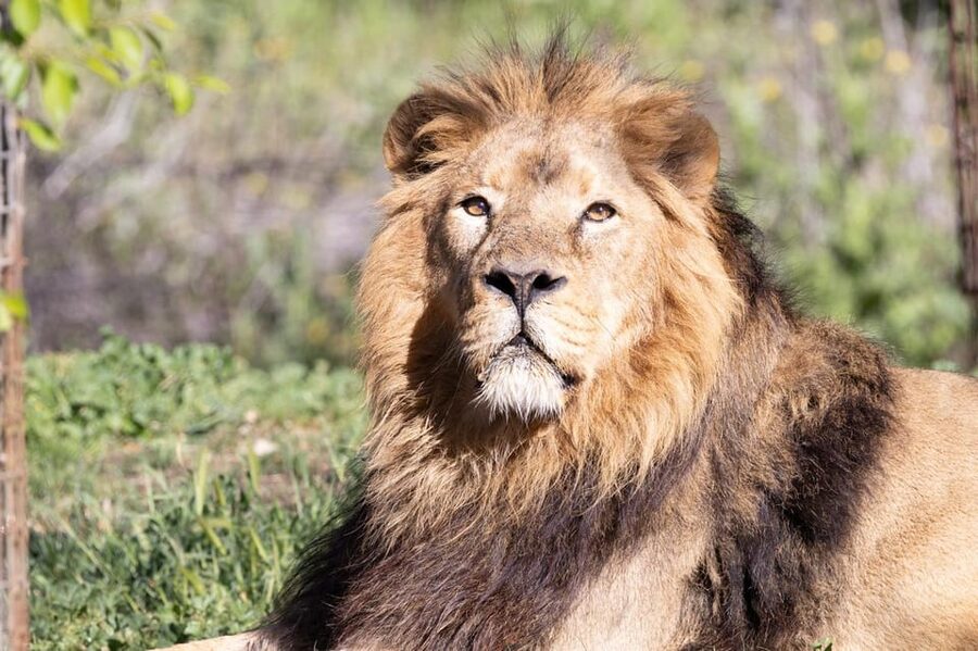 Madrid: Zoo Aquarium Madrid Ticket - Getting oriented fast: entrance flow, maps, and IrenIA