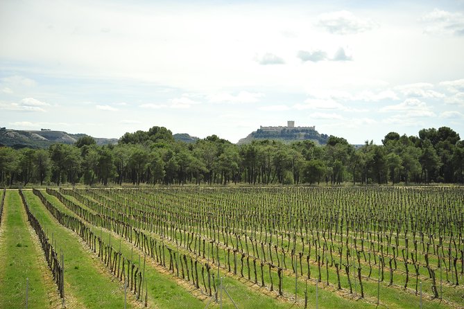 Ribera del Duero Wineries Guided Tour & Wine Tasting from Madrid - Key highlights I’d circle before you book
