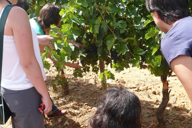 Ribera del Duero Wineries Guided Tour & Wine Tasting from Madrid - Aranda de Duero winery visit: Tempranillo from grape to bottle